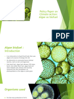 Algae As Biofuel
