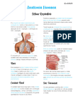 Sistema Respiratório