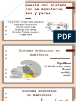 Organogénesis Del Sistema Endocrino en Mamíferos, Aves y Peces