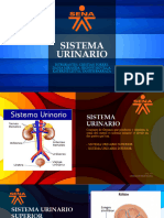 Sistema Urinario