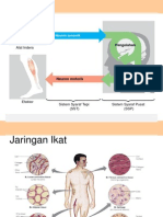 Jaringan Hewan p2