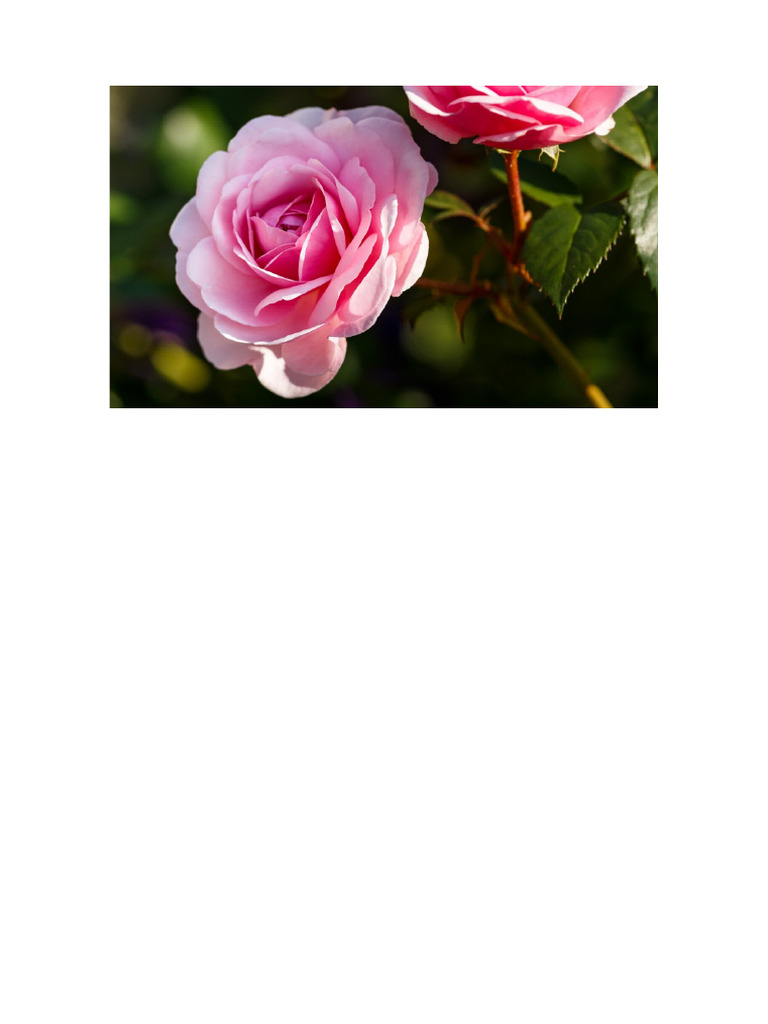 Rosa 2 | PDF