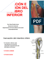 Inervación E Irrigación Del Miembro Inferior