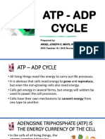 ATP - ADP Cycle