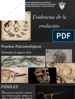 Evidencias de La Evolucion