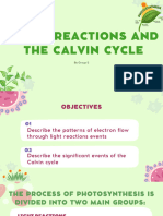 Light Reactions and The Calvin Cycle