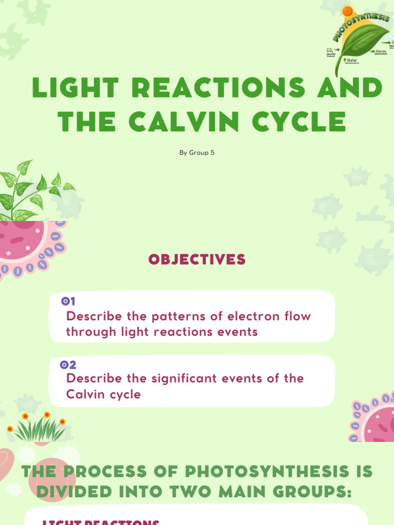 Photosynthesis Explained | PDF | Photosynthesis | Nicotinamide Adenine ...