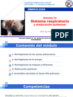 SEM7 Maduracion Pulmonar