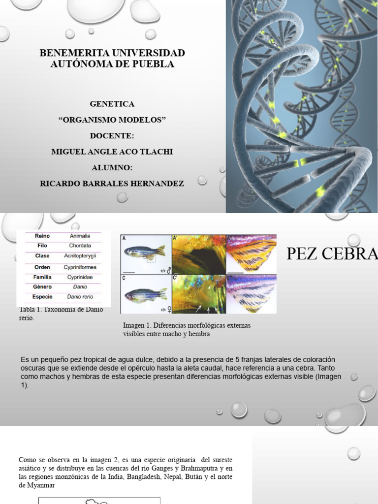 Organismo Modelo PDF Reproducción Anestesia