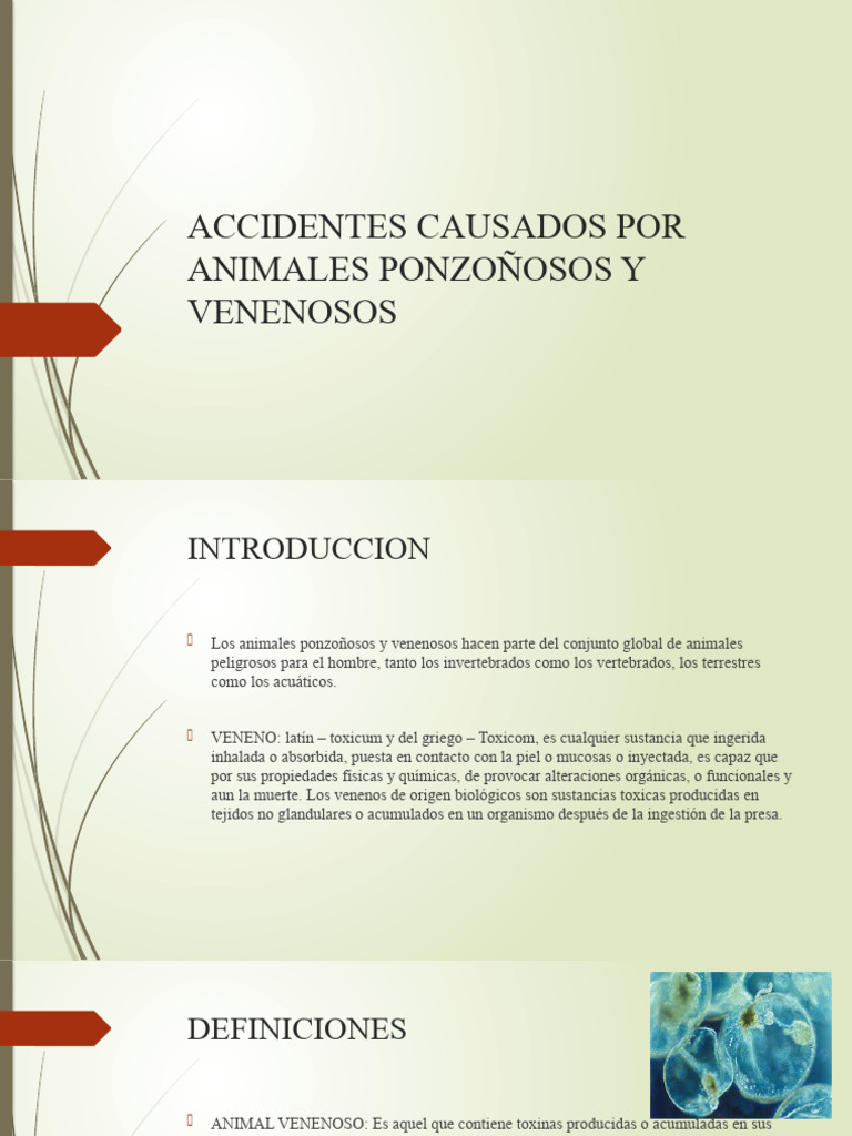 Seguridad Vial:  Protegete De Accidentes Causados Por Animales - j8yrtpi