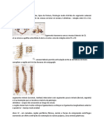 Ortopedia - Patologia Da Coluna (TP)