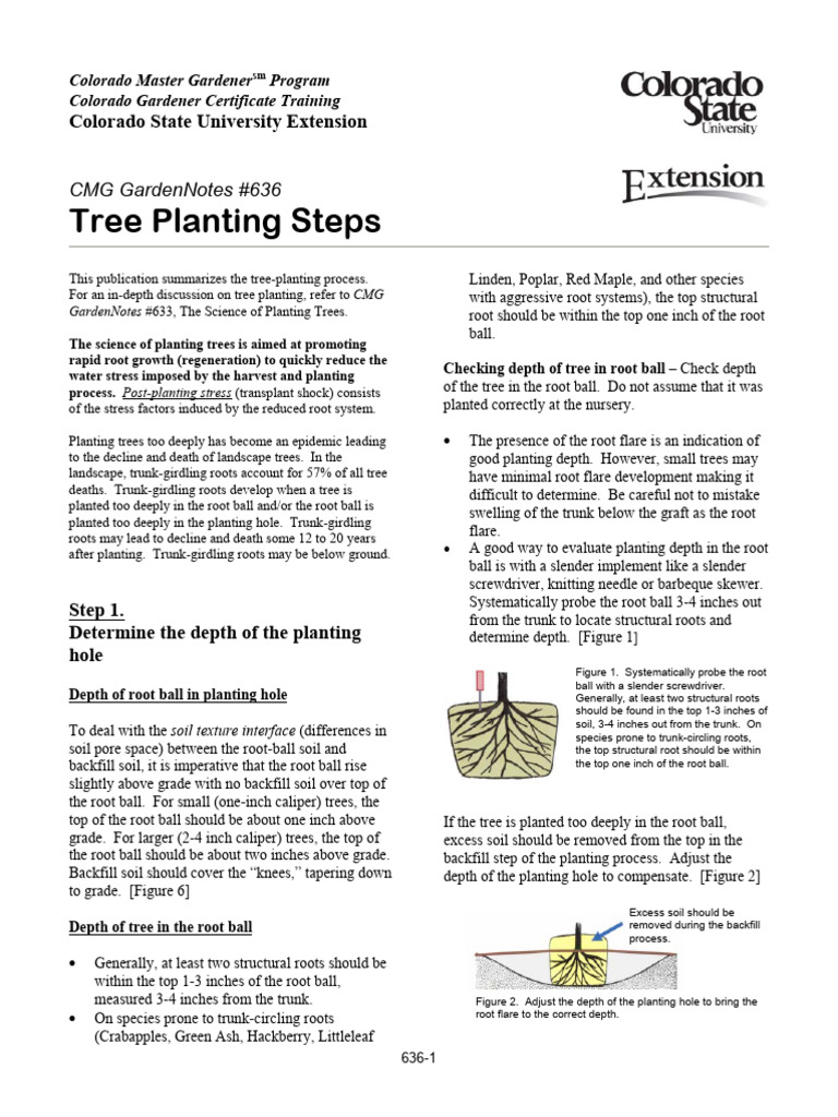 Essential Steps for Tree Planting | PDF | Soil | Mulch