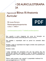 Anatomia Auricular