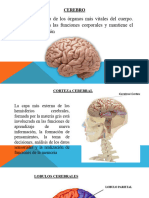 Cerebro Resonancia Magnetica