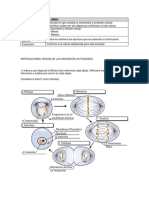 Actividad Mitosis y Meiosis