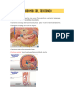 Anatomia Del Riñon