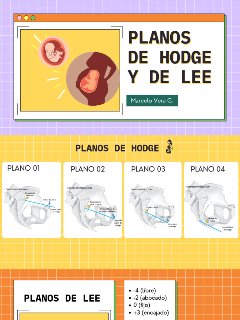Planos de hodge y lee fisiolog a de las contracciones uterinas by