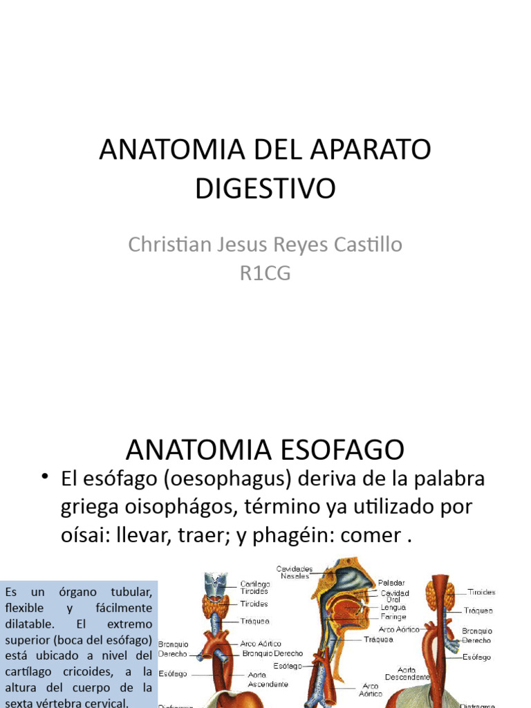 Anatomia Sistema Digestivo Completo Rewsumen Descargar Gratis Pdf