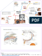 Mapa Glaucoma