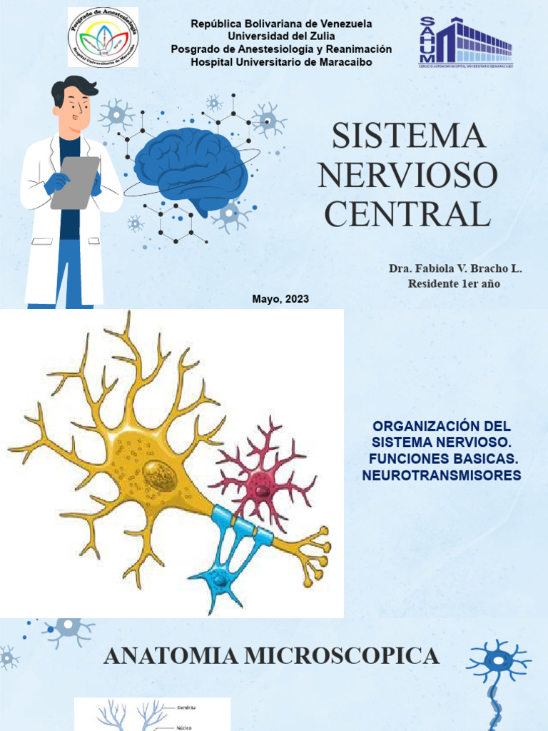Estructura y Función del Sistema Nervioso | PDF | Sinapsis | Sistema ...