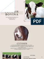 Cetosis Bovina