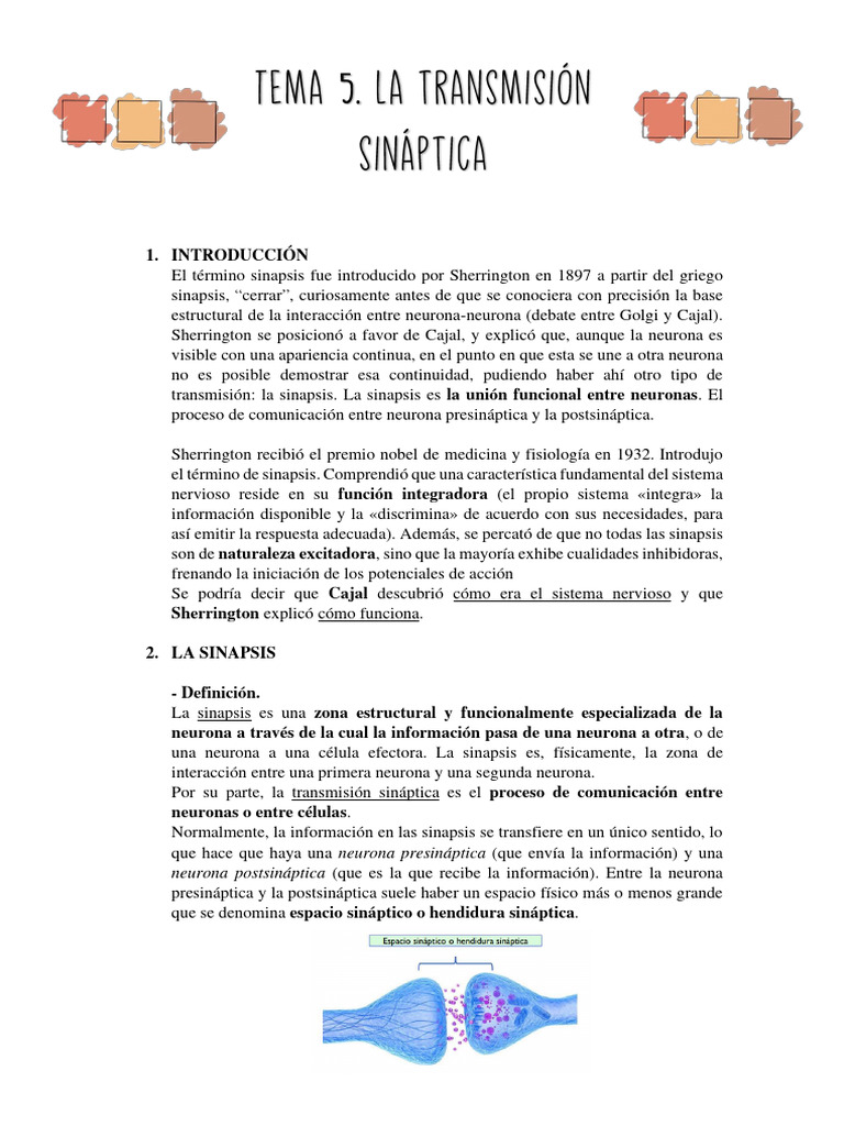TEMA 5. La Transmisión Sináptica | PDF | Sinapsis | Sinapsis química
