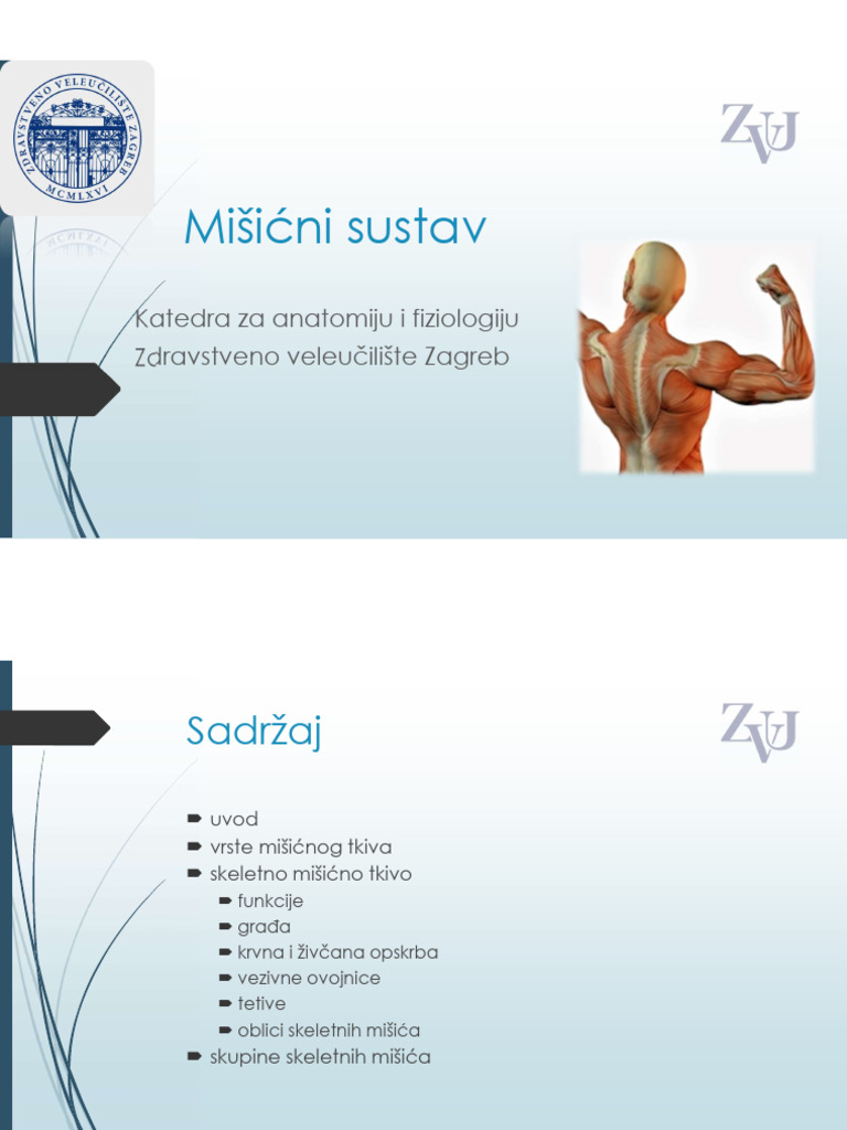 Mišićni Sustav | PDF