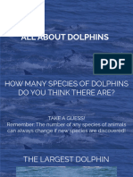 All About Dolphins