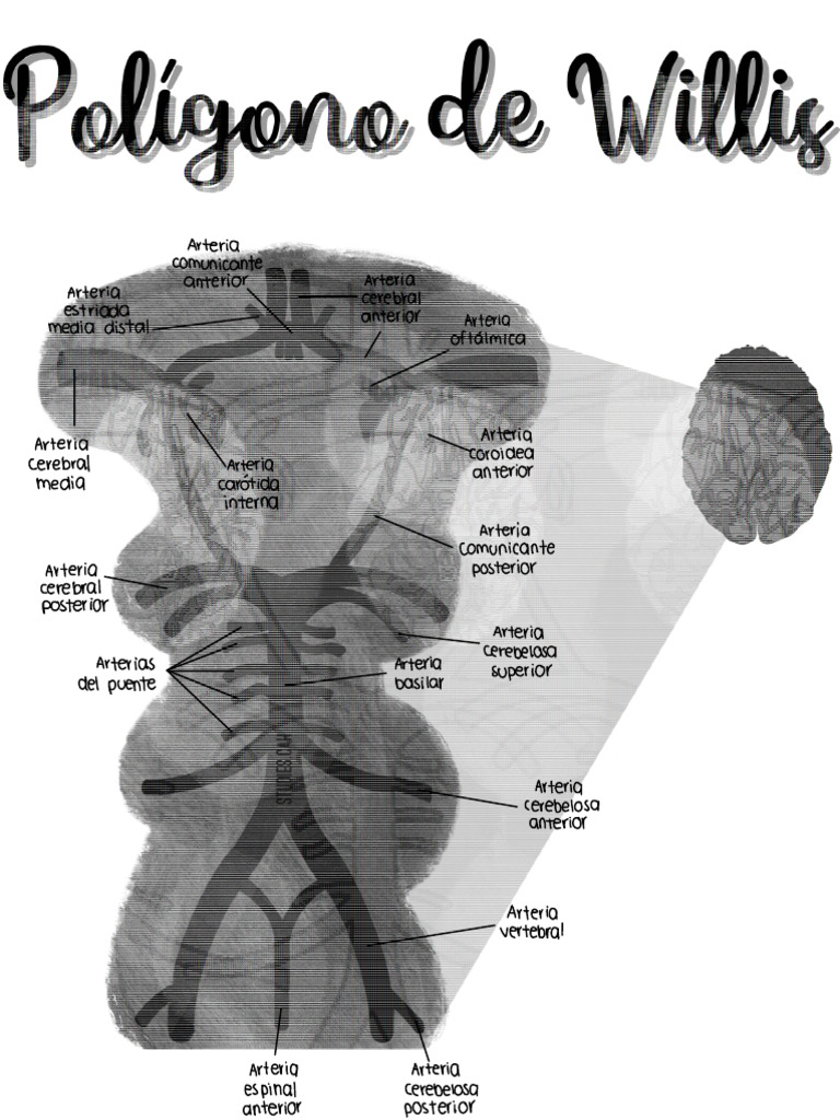 Esquema del Polígono de Willis | PDF | Angiología | Anatomía humana