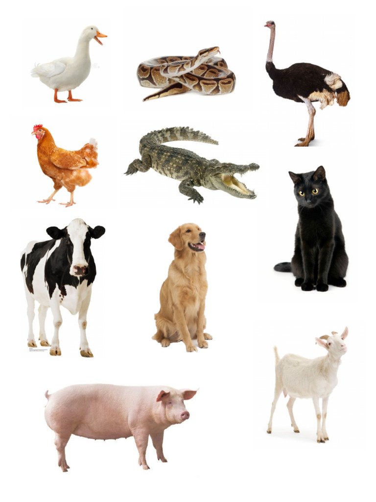 Animals Eggs and Dont Eggs | PDF