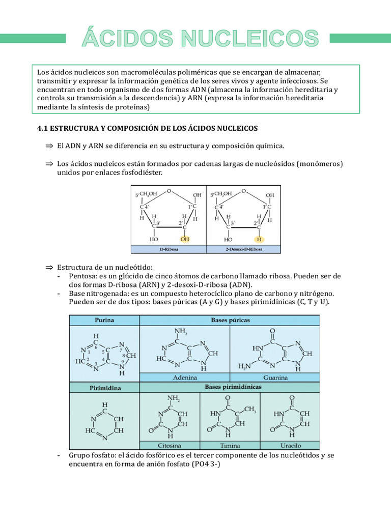 Ácidos Nucleicos | PDF | Rna | Adn