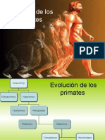 Evolución de los Primates 