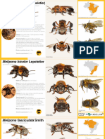 Manual Compacto de Identificação de Abelhas