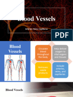 Blood Vessels