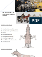 ANAT 1 - AULA 3 - Sistema Muscular