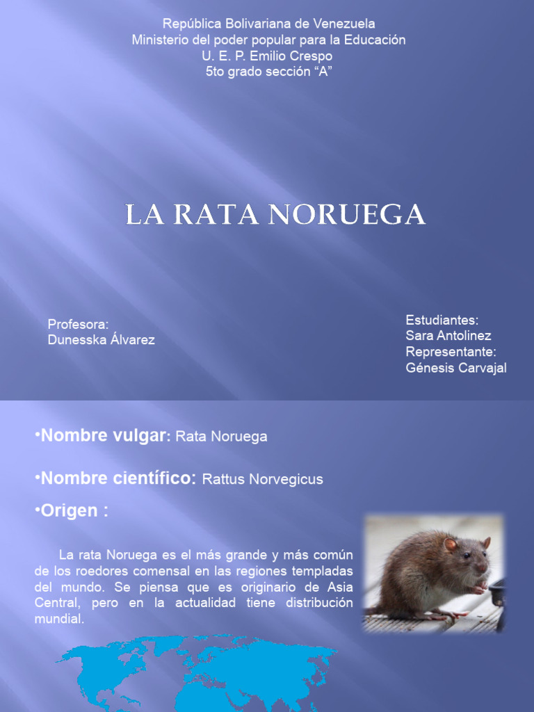 La Rata Noruega Sara Antolinez | PDF