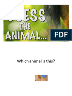 Game-Guess The Animal