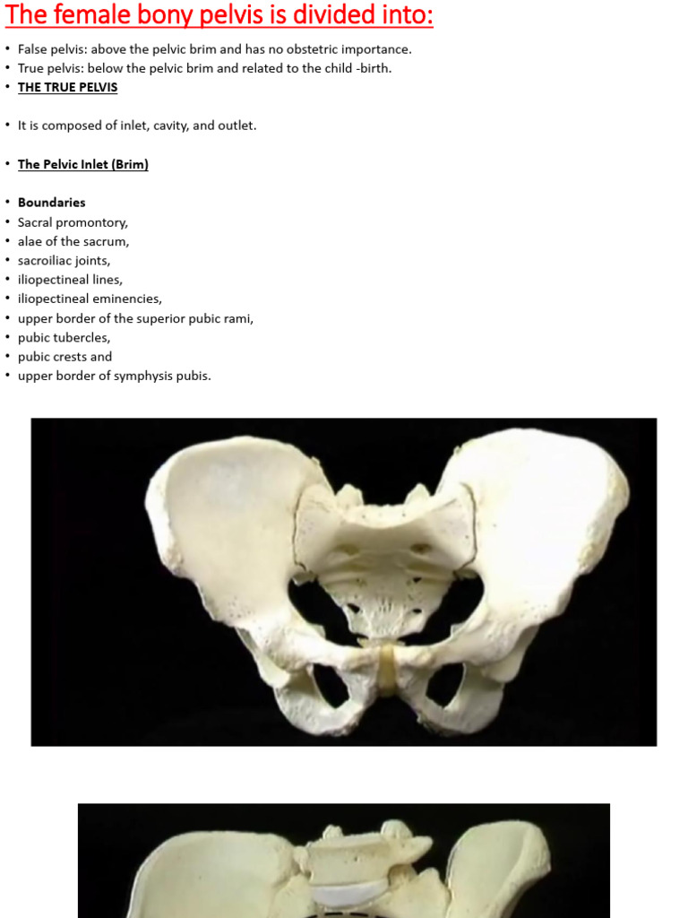 Anatomy of Female Pelvis Biology Diagrams