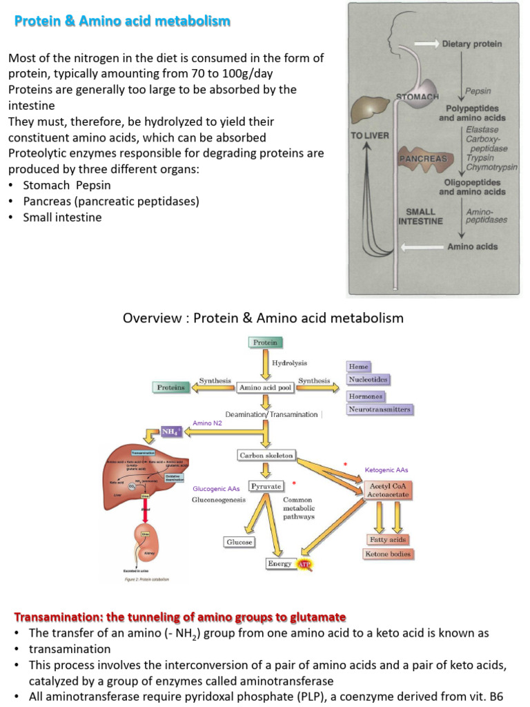 Biochemistry Lecture Ppt 7 Pdf Amino Acid Transaminase