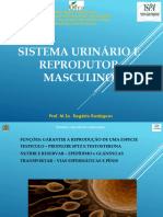 Sistema Urinário e Reprodutor Masculino