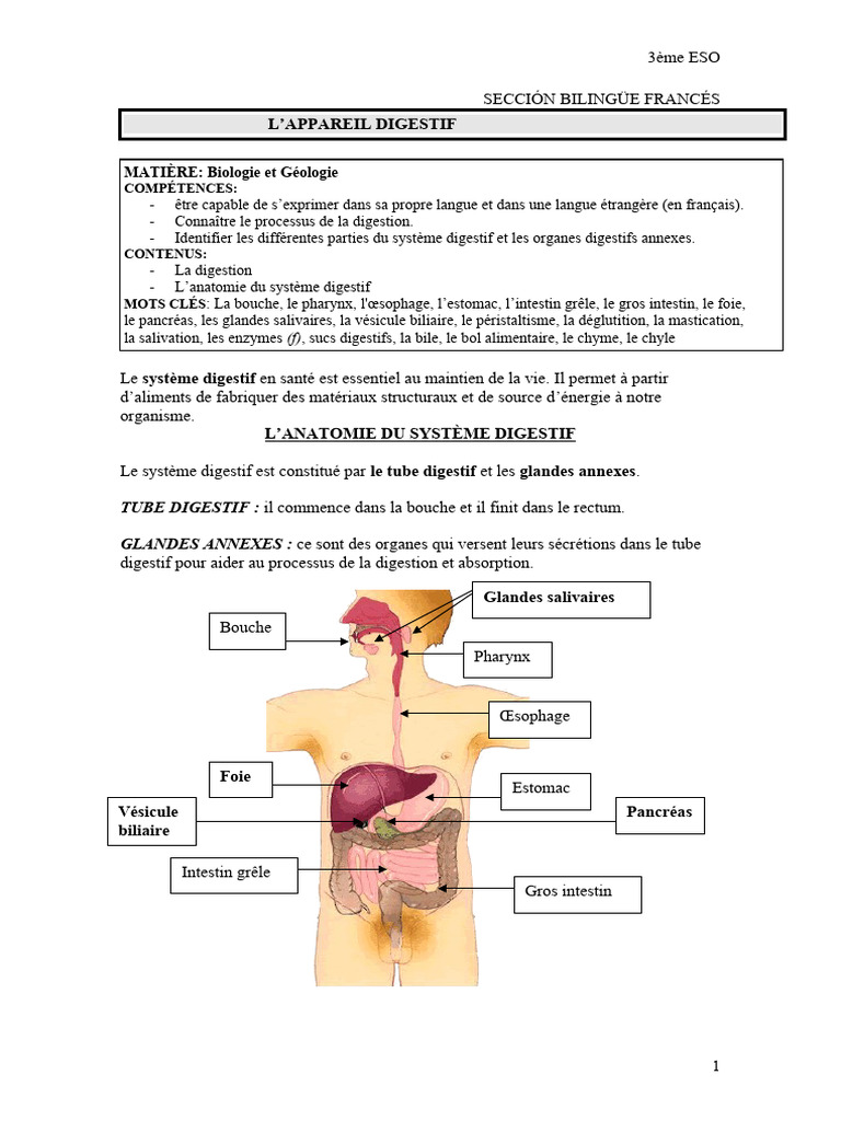 0 2 Activités Lappareil Digestif Corrigé | PDF | Tractus gastro ...