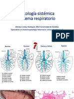 Sistema Respiratorio