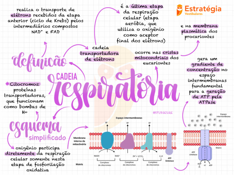 Mapa Mental - Cadeia Respiratória - Biologia | PDF