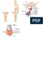 sistema endocrino