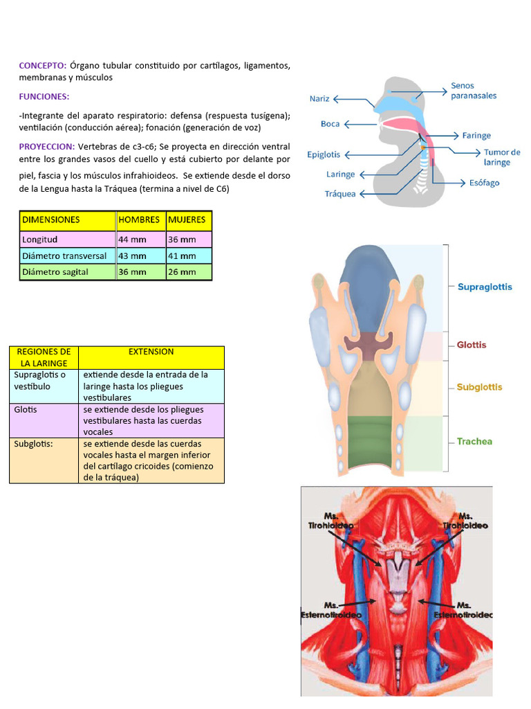 Laringe Pdf Laringe Sistema Digestivo