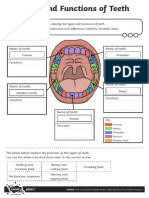 Teeth Labelling Worksheet Answers | PDF