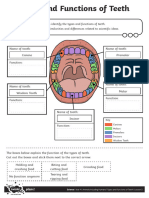 04 Types and Functions of Teeth