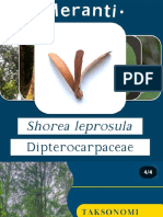 Shorea Leprosula Dipterocarpacea 