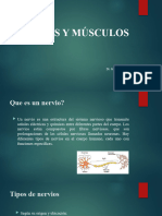 3 Clase de Anatomia Nervios y Musculos