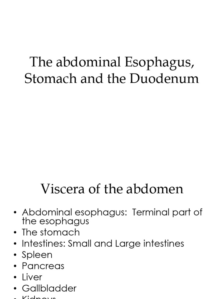 Abdominal Viscera Anatomy Guide | PDF | Stomach | Abdomen